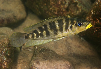 Neolamprologus fasciatus 'Mbita Island'